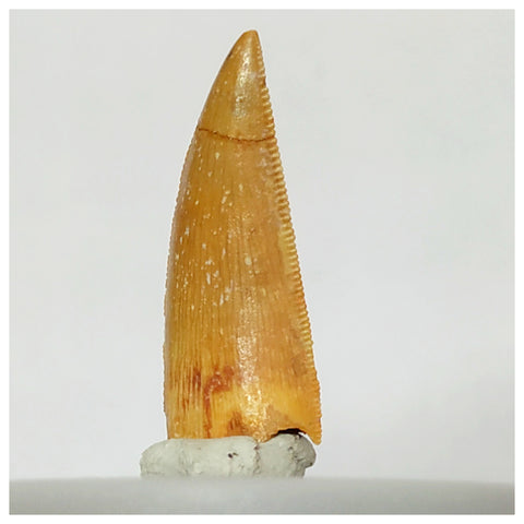 Z28 - Finest Grade 1.14 Inch Abelisaurid Dinosaur Tooth Upper Cretaceous KemKem