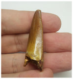 T66 - Gem Grade Orange Carcharodontosaurus Dinosaur Tooth - Cretaceous KemKem