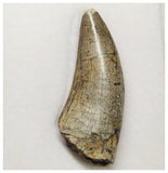 T5 - Finest Grade Afrovenator abakensis Megalosaurid Dinosaur Tooth Jurassic Tiouraren Fm