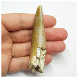 S20 - Eocarcharia dinops Dinosaur Tooth - Cretaceous Elrhaz Fm Tenere Desert