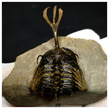 11025 - Great Trident 2.55 Inch Walliserops trifurcatus Middle Devonian Trilobite