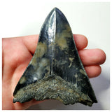 13022 - Top Huge Black Serrated 3.70 Inch Carcharocles Megalodon Shark Tooth