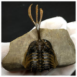 11025 - Great Trident 2.55 Inch Walliserops trifurcatus Middle Devonian Trilobite