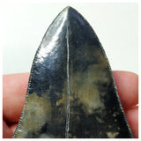 13022 - Top Huge Black Serrated 3.70 Inch Carcharocles Megalodon Shark Tooth