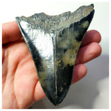 13022 - Top Huge Black Serrated 3.70 Inch Carcharocles Megalodon Shark Tooth