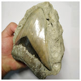 T114 - Finest Quality Serrated 5.19'' Megalodon Tooth in Matrix Indonesia Location