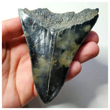 13022 - Top Huge Black Serrated 3.70 Inch Carcharocles Megalodon Shark Tooth