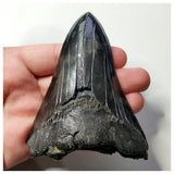 13022 - Top Huge Black Serrated 3.70 Inch Carcharocles Megalodon Shark Tooth