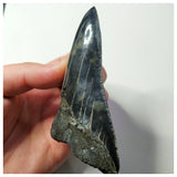 13022 - Top Huge Black Serrated 3.70 Inch Carcharocles Megalodon Shark Tooth