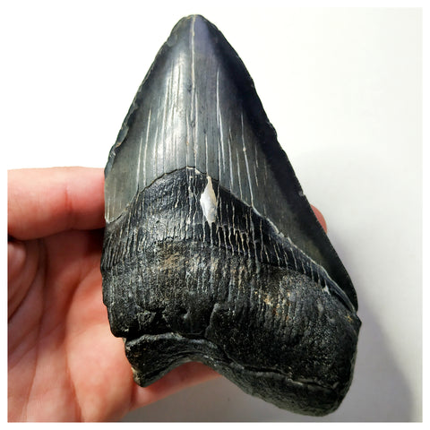 13023 - Top Huge Black Serrated 5 Inch Carcharocles Megalodon Shark Tooth