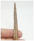 T71 - Exceedingly Rare 5.70 Inch Alanqa saharica Cretaceous Azhdarchid Pterosaur Dentary Bone