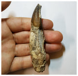 H18 - Fully Rooted 3.54'' Jobaria Sauropod Dinosaur Tooth Jurassic Tiouraren Fm