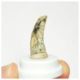 S22 - Rare Afrovenator abakensis Megalosaurid Dinosaur Tooth Jurassic Tiouraren Fm