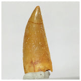 Z28 - Finest Grade 1.14 Inch Abelisaurid Dinosaur Tooth Upper Cretaceous KemKem