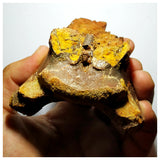 G86- Museum Grade Cretaceous Azhdarchid Pterosaur Partial Cervical Vertebra Bone