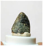 H28 -Exceedingly Rare Unidentified Basal Iguanodontian Dinosaur Tooth - Cretaceous Elrhaz Fm