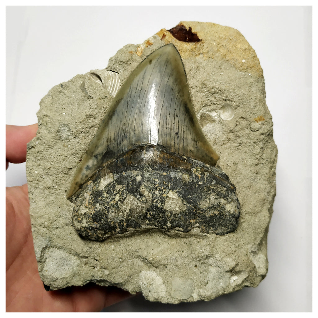 T116 - Finest Quality Serrated 3.46'' Megalodon Tooth in Matrix Indonesia Location