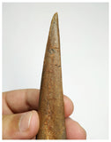 J58 - Museum Grade 5.94'' Cretaceous Azhdarchid Pterosaur Dentary Bone KemKem