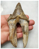 J34 - Finest Grade Huge 12,1cm Basilosaurus (Whale Ancestor) Molar Rooted Tooth