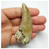 S20 - Eocarcharia dinops Dinosaur Tooth - Cretaceous Elrhaz Fm Tenere Desert