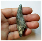 H40 - Rooted Suchomimus tenerensis Dinosaur Tooth Lower Cretaceous Elrhaz Fm