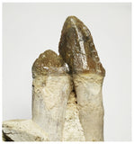 T143 - Rare Huge 4.29 Inch Basilosaurus (Whale Ancestor) Molar Rooted Tooth in Jaw Bone