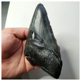 13023 - Top Huge Black Serrated 5 Inch Carcharocles Megalodon Shark Tooth