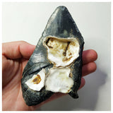 13023 - Top Huge Black Serrated 5 Inch Carcharocles Megalodon Shark Tooth