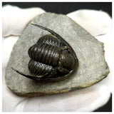 11027 - Great "Flying" 1.18 Inch Dalejeproetus sagaouii Lower Devonian Trilobite