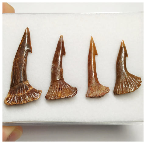 T181 - Set of 4 Nicely Preserved Onchopristis numidus Rostral Teeth Upper Cretaceous KemKem