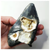 13023 - Top Huge Black Serrated 5 Inch Carcharocles Megalodon Shark Tooth