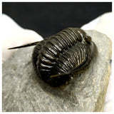 11027 - Great "Flying" 1.18 Inch Dalejeproetus sagaouii Lower Devonian Trilobite