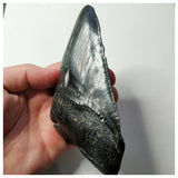 13023 - Top Huge Black Serrated 5 Inch Carcharocles Megalodon Shark Tooth