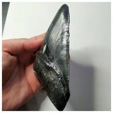 13023 - Top Huge Black Serrated 5 Inch Carcharocles Megalodon Shark Tooth