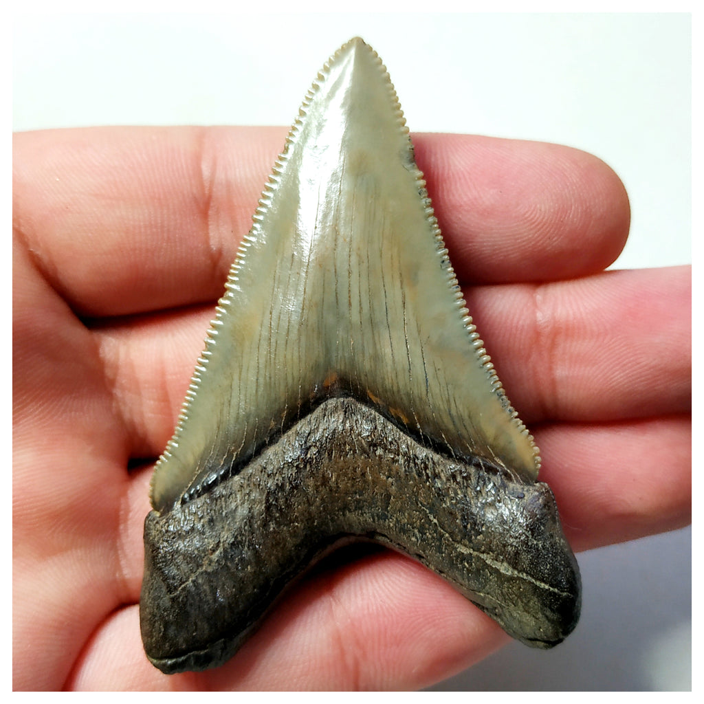 13024 - Intact Strongly Serrated 2.40 Inch Carcharocles Megalodon Shark Tooth