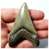 13024 - Intact Strongly Serrated 2.40 Inch Carcharocles Megalodon Shark Tooth