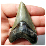 13024 - Intact Strongly Serrated 2.40 Inch Carcharocles Megalodon Shark Tooth