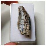 S59- Rare Afrovenator abakensis Megalosaurid Dinosaur Tooth Jurassic Tiouraren Fm