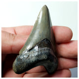 13024 - Intact Strongly Serrated 2.40 Inch Carcharocles Megalodon Shark Tooth