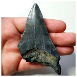 13025 - Nice Black and Strongly Serrated 3.22 Inch Carcharocles Megalodon Shark Tooth