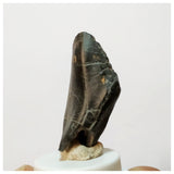H29 -Exceedingly Rare Unidentified Basal Iguanodontian Dinosaur Tooth - Cretaceous Elrhaz Fm
