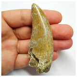 S20 - Eocarcharia dinops Dinosaur Tooth - Cretaceous Elrhaz Fm Tenere Desert