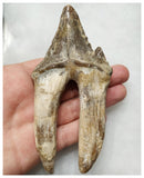 J34 - Finest Grade Huge 12,1cm Basilosaurus (Whale Ancestor) Molar Rooted Tooth