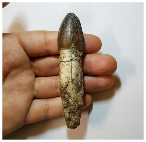 H18 - Fully Rooted 3.54'' Jobaria Sauropod Dinosaur Tooth Jurassic Tiouraren Fm