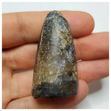 JS27 - Huge Sarcosuchus imperator Crocodile Tooth Lower Cretaceous Elrhaz Fm