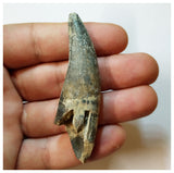 H40 - Rooted Suchomimus tenerensis Dinosaur Tooth Lower Cretaceous Elrhaz Fm