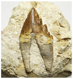 T144 - Nice 2.51 Inch Basilosaurus (Whale Ancestor) Molar Rooted Tooth in Matrix