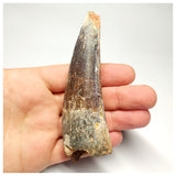 T99 - Huge Massive 4.29 Inch Spinosaurus Dinosaur Tooth Cretaceous KemKem Beds