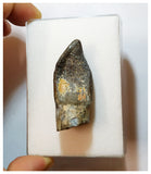 H20 - Nicely Preserved Jobaria Sauropod Dinosaur Tooth Jurassic Tiouraren Fm