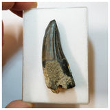 H37 - Awesome Suchomimus tenerensis Dinosaur Tooth Lower Cretaceous Elrhaz Fm
